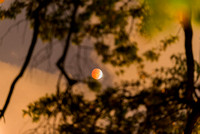 Sneaky Lunar Eclipse Captured Through Tree