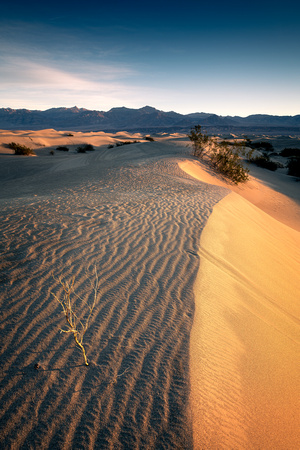 "Thriving in Sand" Death Valley National Park